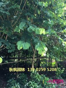 红花紫荆