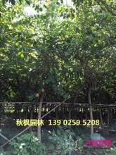 红花紫荆